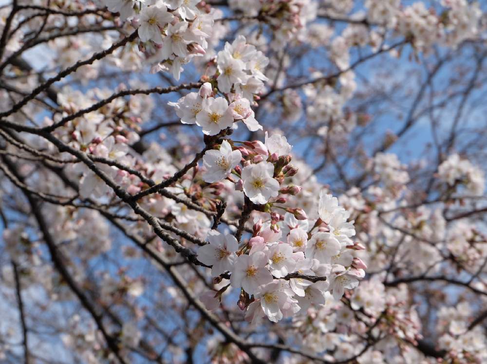 さくら サクラ 桜の投稿画像 By Kiriさん かわいいと癒しと元気が出ると季節を感じる暮らし 月4月4日 Greensnap グリーンスナップ