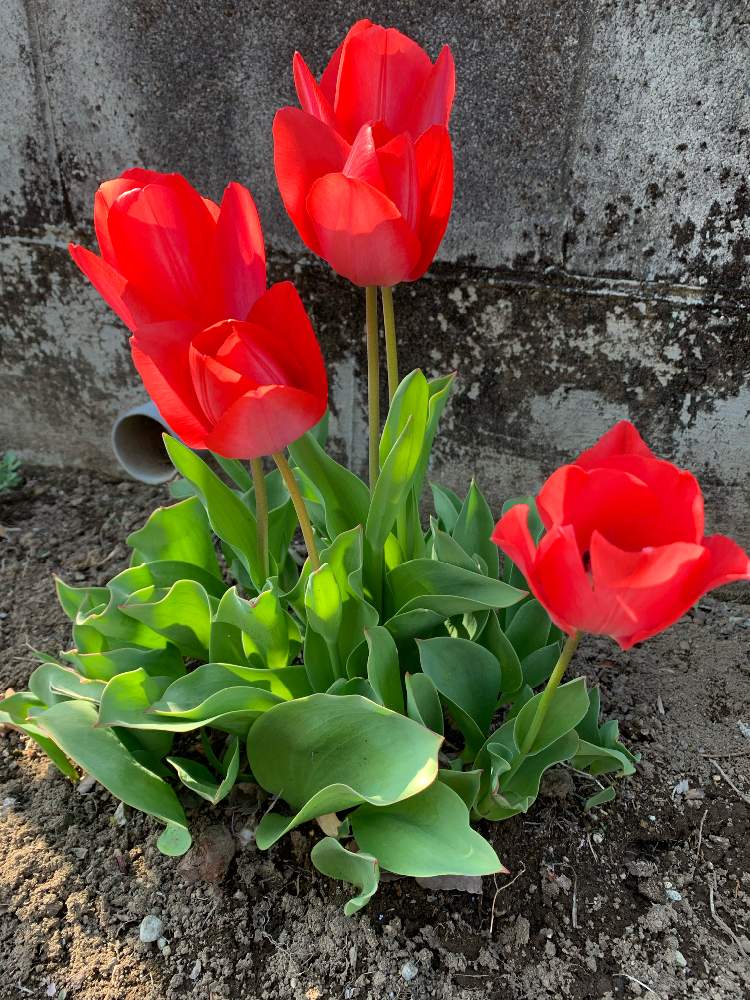 チューリップの投稿画像 By アリサさん 花のある暮らしと身近な植物たち 月4月4日 Greensnap グリーンスナップ