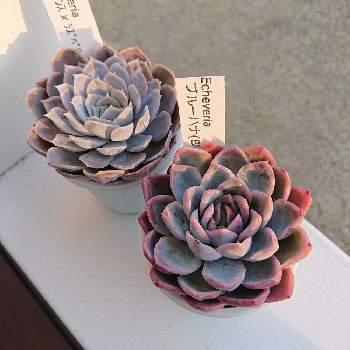 白峯園の投稿画像一覧|🍀GreenSnap(グリーンスナップ)