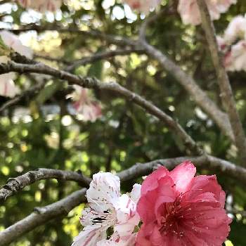 可愛い実のなる木の画像 by ウズさん | 小さな庭と源平桃と花のある暮らしと可愛い実のなる木とはるのお花♡♬と春の花木