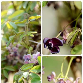 アケビの雄花の投稿画像一覧 greensnap グリーンスナップ