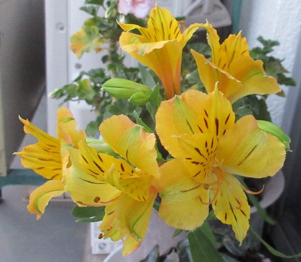 アルストロメリアの投稿画像 By 栗 かのこさん 今日の花と色鮮やかとエキゾチックな花とアルストロメリアの切り花 月4月4日 Greensnap グリーンスナップ