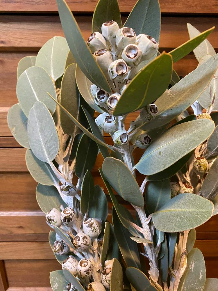 ユーカリテトラゴナの投稿画像 By Watacoさん 花のある暮らしと良型 月4月4日 Greensnap グリーンスナップ