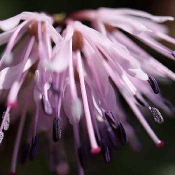 花芯の画像 by アリストさん | お出かけ先と六甲高山植物園とマクロ撮影とうすピンク色と花芯と晴れ