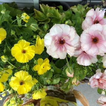 ナフコ鷲宮店の投稿画像一覧 Greensnap グリーンスナップ