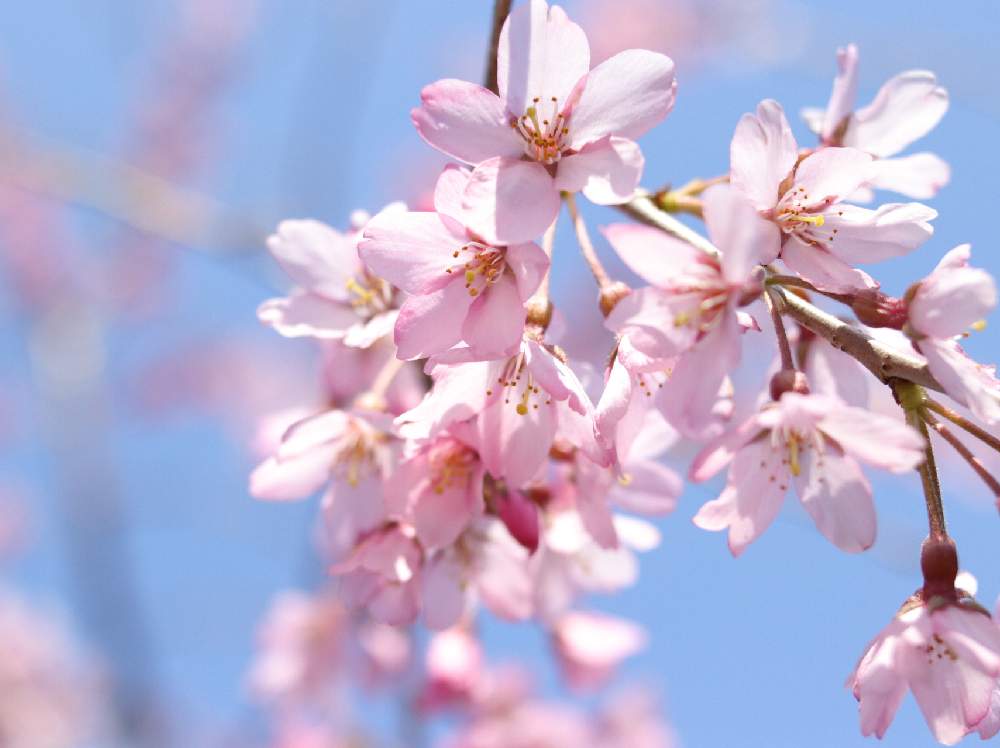 さくら サクラ 桜の投稿画像 By いろはやさん 桜の花びら散る前に 月4月5日 Greensnap グリーンスナップ