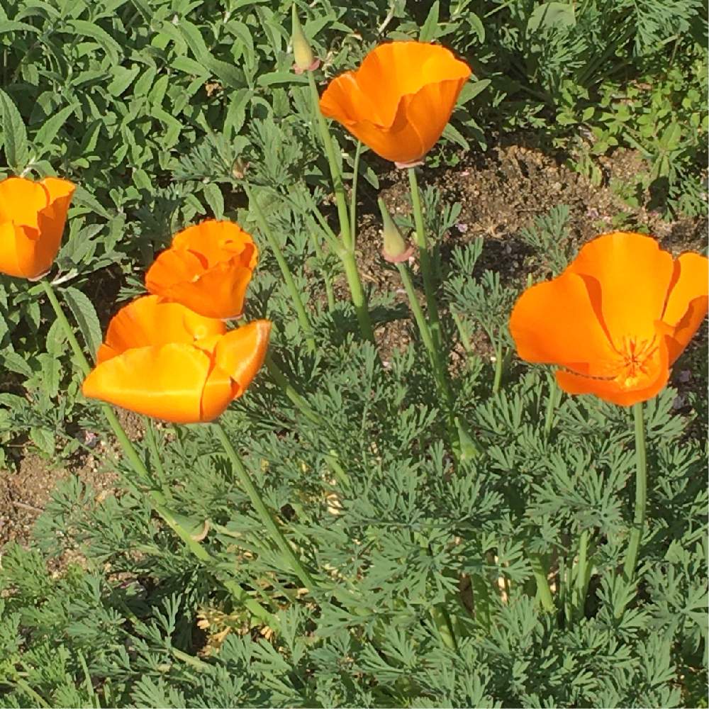 カリフォルニアポピーの投稿画像 By Manabeさん 花菱草ハナビシソウとケシ科と花 のある暮らしとハナビシソウ属とケシ科ハナビシ属とお出かけ先とケシ科と花のある暮らしとハナビシソウ属とケシ科ハナビシ属 月4月5日 Greensnap グリーンスナップ