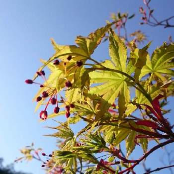 モミジ サンゴカク 紅葉 珊瑚閣 の投稿画像一覧 Greensnap グリーンスナップ