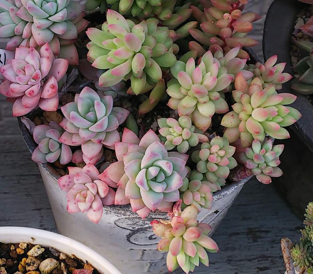 寄せ植えの投稿画像 By みいこさん ピンクベリー とスノーキャンディ と花のある暮らしと多肉寄せ植えと小さな庭と寄せ植えとピンクベリー とスノーキャンディ と花のある暮らしと多肉寄せ植え 月4月5日 Greensnap グリーンスナップ Greensnap