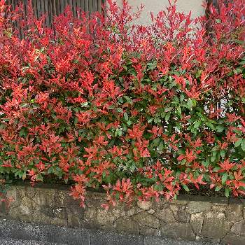 和名ベニカナメ 洋名レッドロビンの投稿画像一覧 Greensnap グリーンスナップ