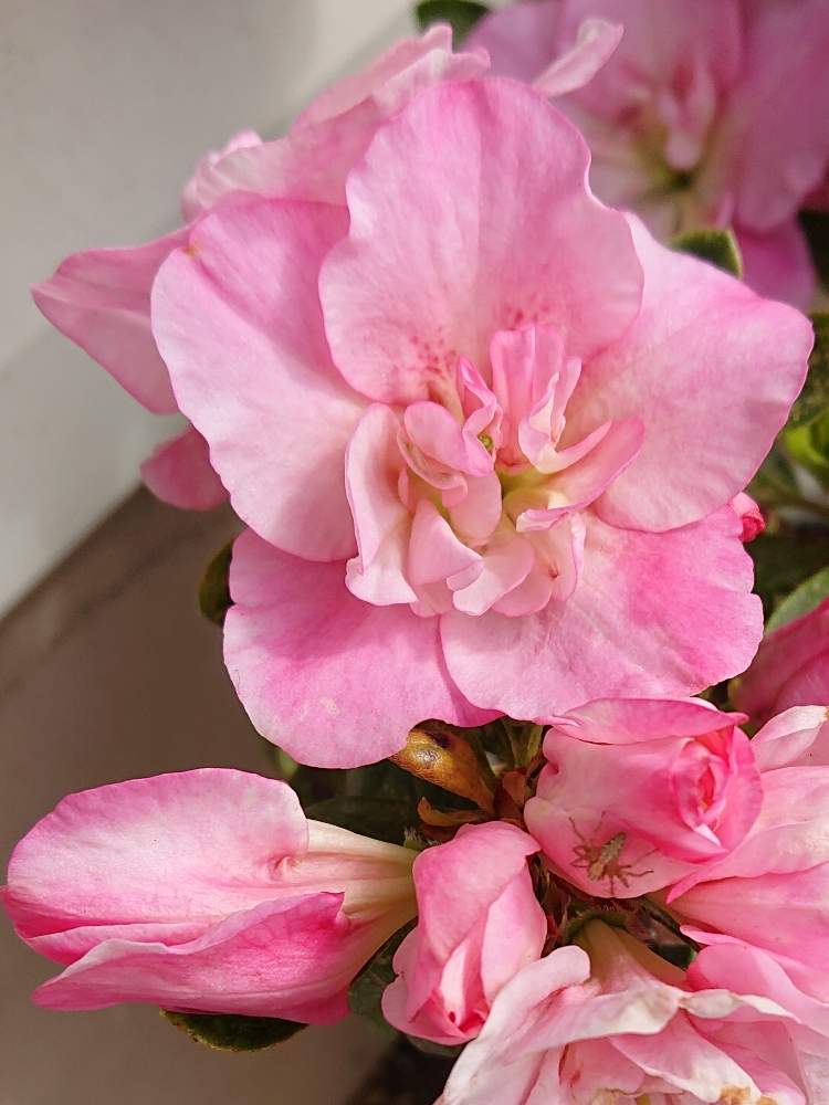 アザレア の投稿画像 By ヒロリンパさん 花壇と我が家の花壇とアザレア と成長記録と花のある暮らしと咲いた とアザレア 月4月5日 Greensnap グリーンスナップ