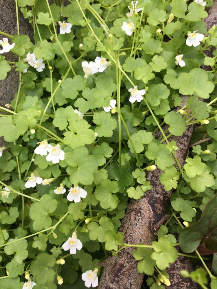 シンバラリア スノーホワイトの投稿画像 By Erimothさん 小さな庭とガーデニングとガーデニング 月4月5日 Greensnap グリーンスナップ Greensnap グリーンスナップ