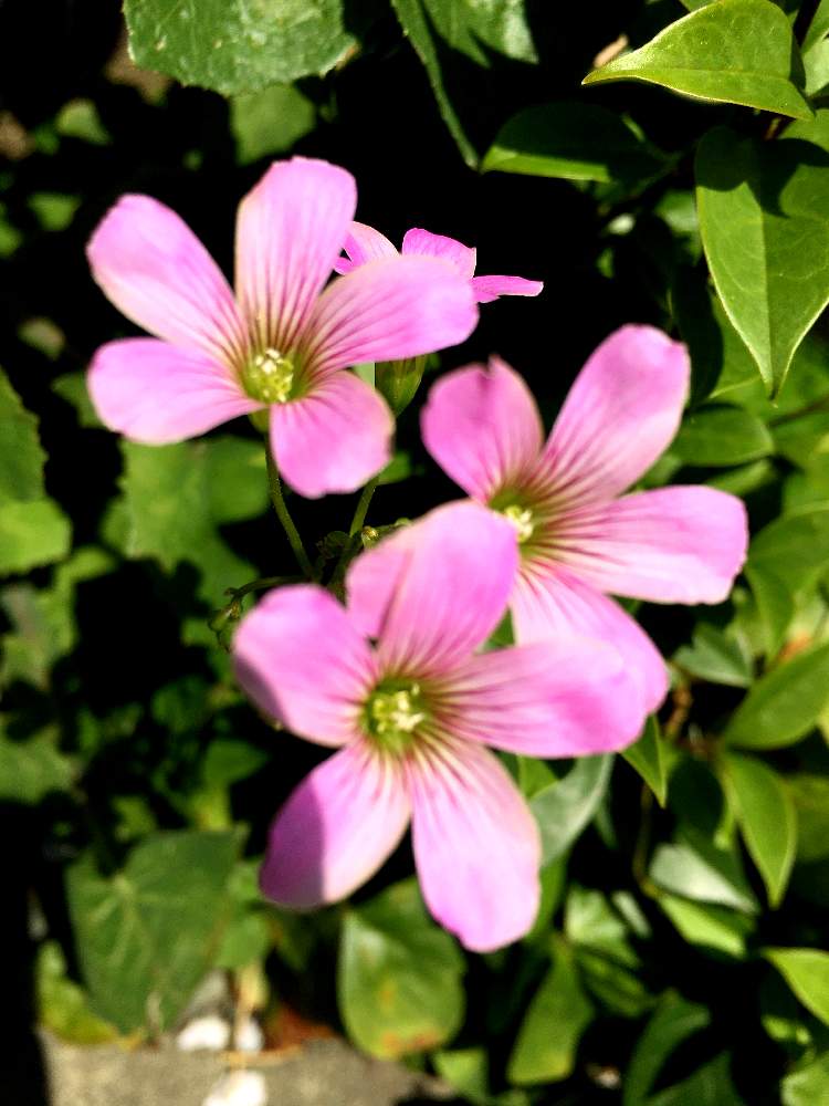 カタバミの投稿画像 By ミモザさん ピンクの花と花のある暮らしといやされると 可愛い 月4月5日 Greensnap グリーンスナップ