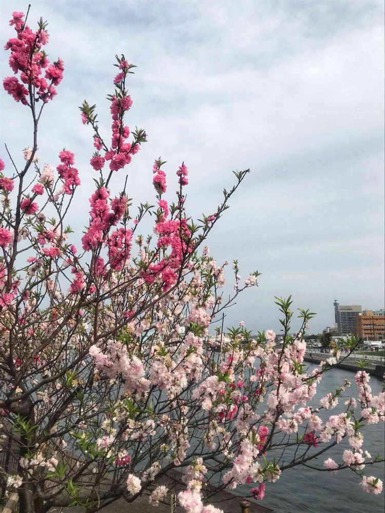 けろやさんの山下公園への投稿