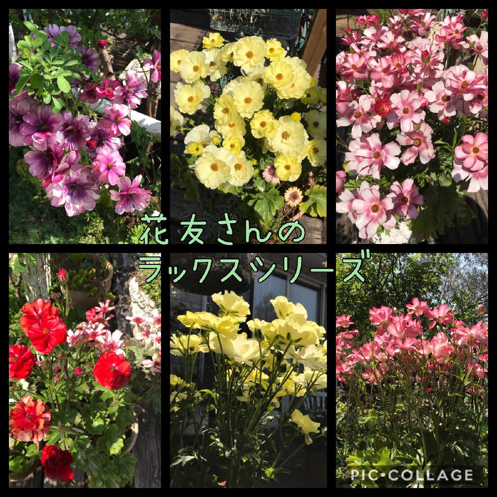 いろいろあります の投稿画像 By アナベルさん オープンガーデンと癒しとラナンキュラス ラックスシリーズ とナチュラルガーデンとみどり大好きと植中毒と ラナンキュラス ラックスと素敵なラナンキュラスと素敵なお庭と花のある暮らしと草花大好きと花友さんの庭