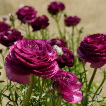 ラナンキュラス ワンダーランドの投稿画像一覧 Greensnap グリーンスナップ ラナンキュラス ワンダーランドの投稿画像一覧 Greensnap グリーンスナップ