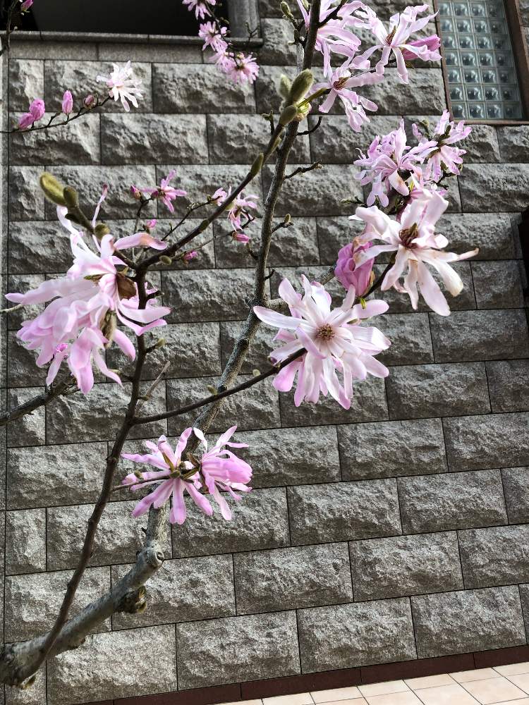 しでこぶしの投稿画像 By Kenさん 花のある暮らしとおでかけ先 O 月4月5日 Greensnap グリーンスナップ