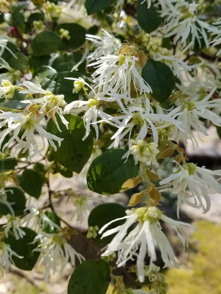 トキワマンサクの投稿画像 By Ocarina0905さん 春のお花とスマホ撮影と樹木と季節の花と花のある暮らしと白い花とチーム福岡と公園と街路樹 月4月5日 Greensnap グリーンスナップ