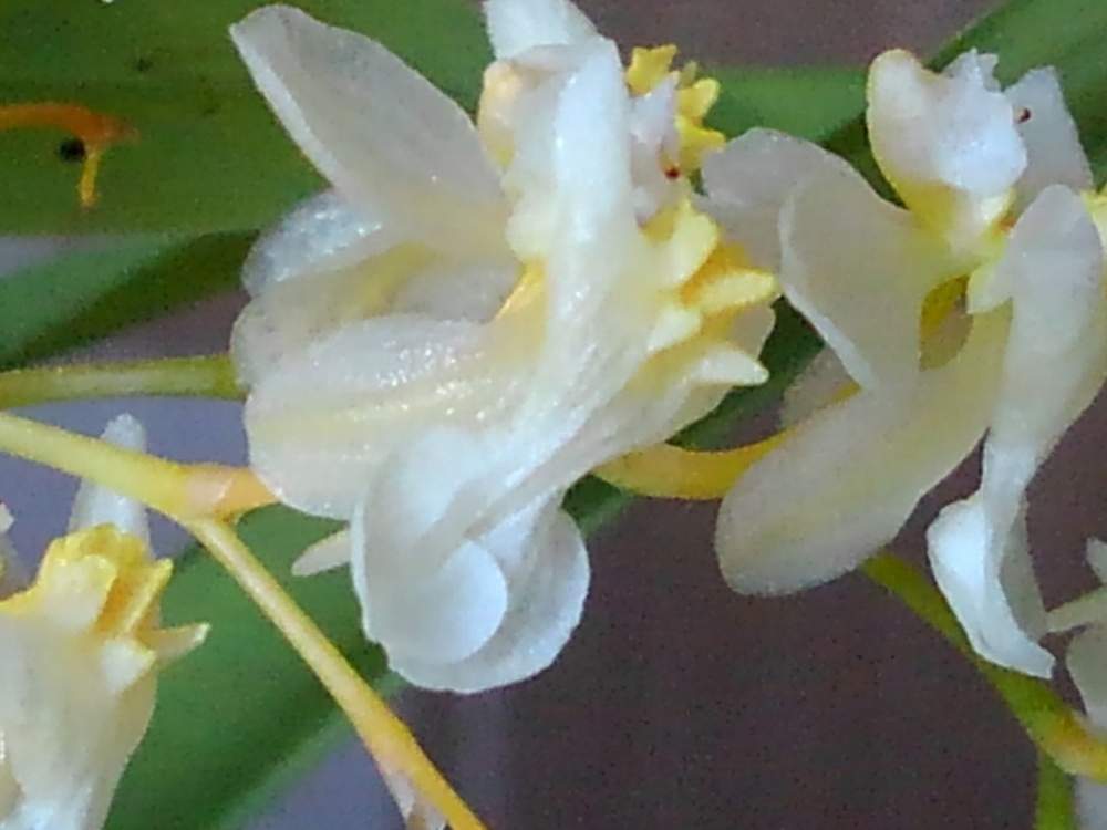 菊花さんの投稿画像 月4月5日 Greensnap グリーンスナップ