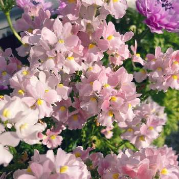 ネメシアメーテル・エレーヌの画像 by なおさん | 小さな庭とネメシアメーテル・エレーヌと植物愛がとまらないとよろしくお願いしますと植物大好きとピンク❤︎ピンクと大好きと植中毒とネメシア☆と小さな幸せ♡とうれしい！と可愛いと小さい花と花のある暮らし