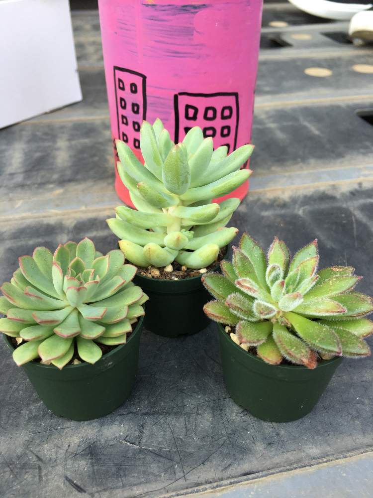 樹氷の投稿画像 By アランさん エケベリア 和輝炎 わきえん と多肉植物と寄せ植えと室外管理とエケベリア属と多肉女子と楽しみと地植えと春雛と小さな庭と 多肉植物と寄せ植えと室外管理とエケベリア属と多肉女子と楽しみと地植え 月4月5日 Greensnap 樹氷の投稿画像 By アランさん エケベリア 和輝炎 わきえん と多肉植物と寄せ植えと室外管理とエケベリア属と多肉女子と楽しみと地植えと春雛と小さな庭と 多肉植物と寄せ植えと室外管理とエケベリア属と多肉女子と楽しみと地植え 月4月5日 Greensnap