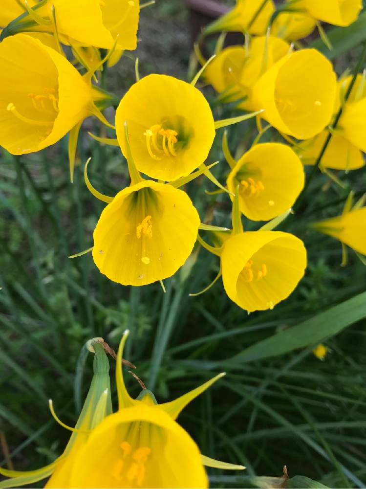 ペチコート水仙の投稿画像 By バジルさん ペチコートスイセンと小さな花壇と花のある暮らしと黄色い水仙と春が来たと植えっぱなし球根 月4月5日 Greensnap グリーンスナップ