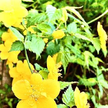 万葉の花の投稿画像一覧 Greensnap グリーンスナップ