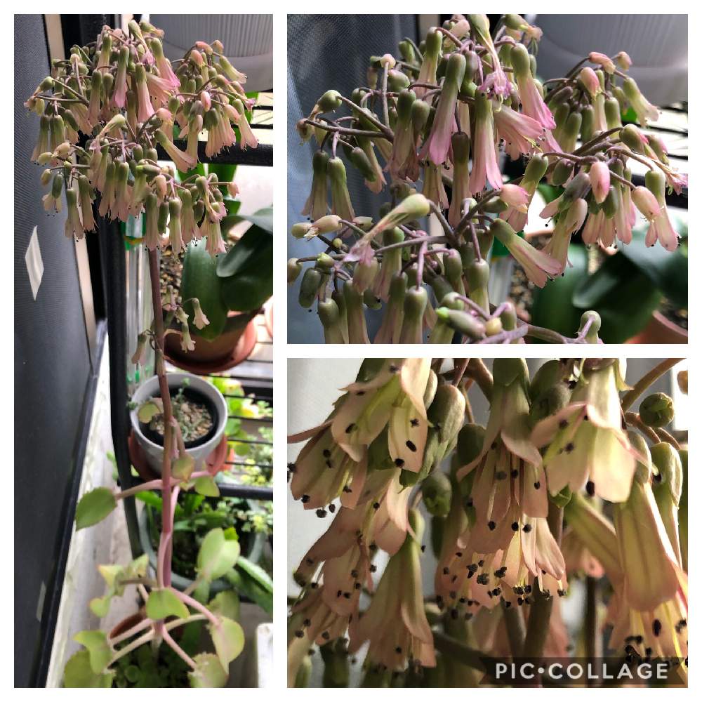 子宝弁慶草の投稿画像 By まゆらさん 花のある暮らしと薔薇好きとネコ大好き 月4月5日 Greensnap グリーンスナップ