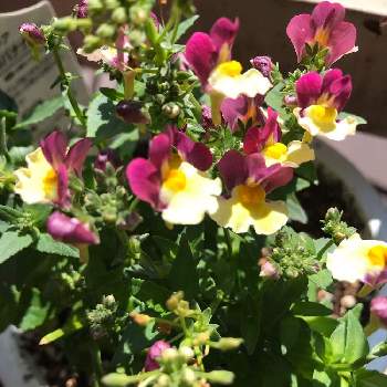 ネメシア チョコバナナの投稿画像一覧 Greensnap グリーンスナップ