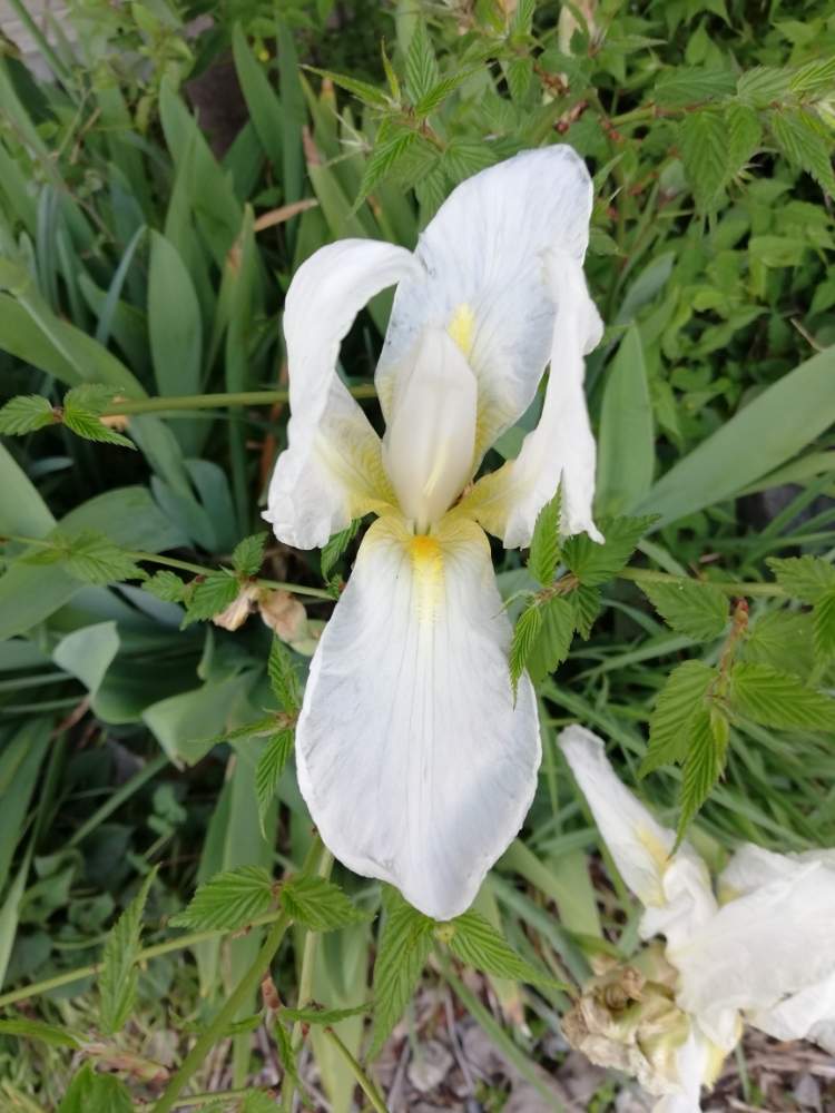 あやめの投稿画像 By いさおさん 白い花とスマホ撮影とみどり 月4月5日 Greensnap グリーンスナップ