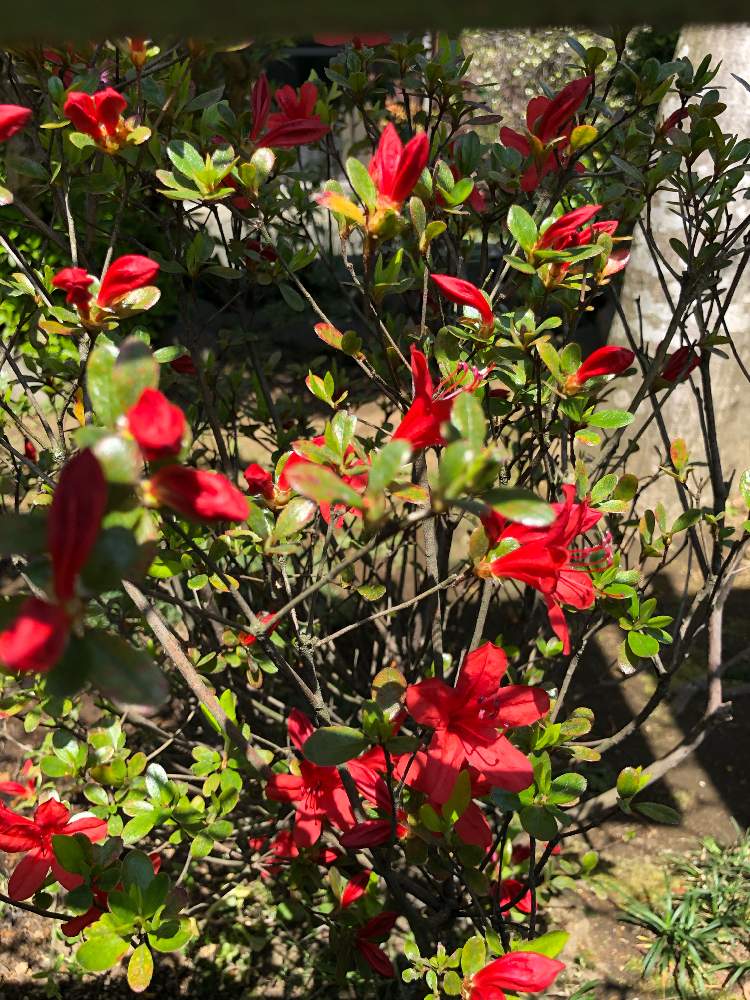 小さな庭の投稿画像 By Btmさん 和の趣と春の訪れと赤い花と春の芽吹きと花のある暮らしと赤と緑と和の趣と春の訪れと赤い花と春の芽吹きと花 のある暮らしと赤と緑 月4月5日 Greensnap グリーンスナップ Greensnap グリーンスナップ