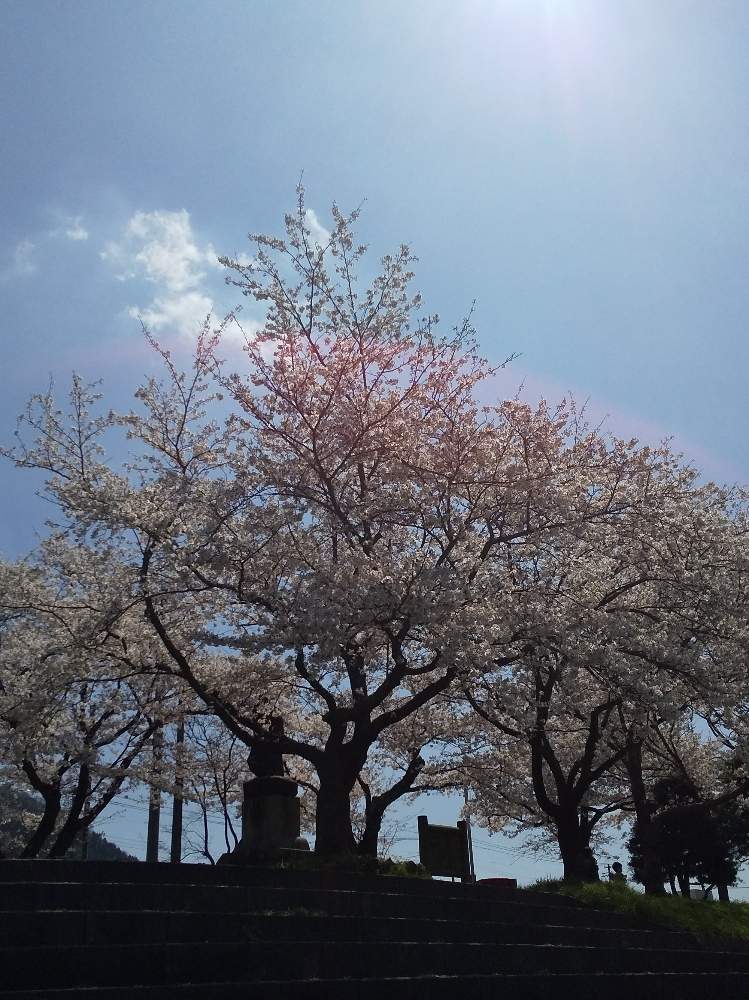 桜の木の投稿画像 By Hiroさん 桜フォトコンとお花見とさくら満開と春の木漏れ日とお散歩中 と親水公園 月4月5日 Greensnap グリーンスナップ