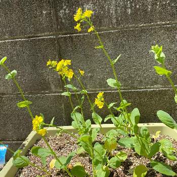 菜の花 小松菜の投稿画像一覧 Greensnap グリーンスナップ