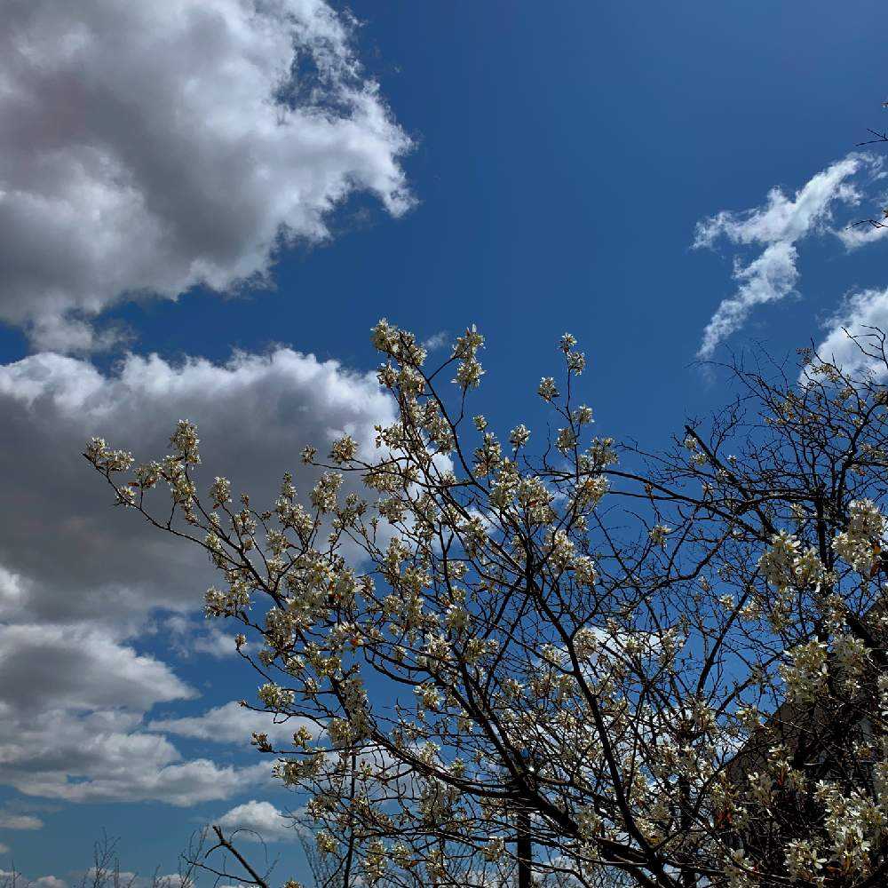 晴れた日 青い空と白い雲 そして黄色い花とか Greensnap グリーンスナップ