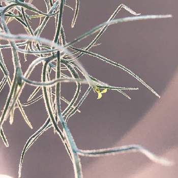 ウスネオイデスの花の投稿画像一覧 Greensnap グリーンスナップ