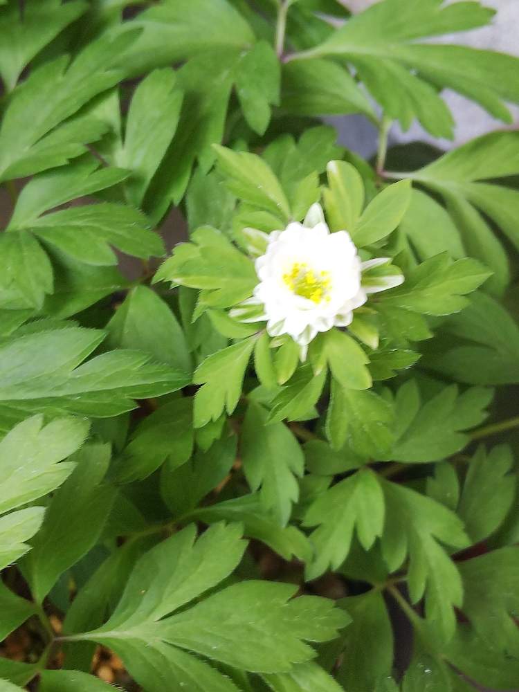 ハルオコシの投稿画像 By Kasumiさん はるおこしと春の芽だしとつぼみ好きと山野草大好きと山野草と美しいと鉢植えと小さい花と花 のある暮らしとかわいいと白い花とかわいいな 月4月5日 Greensnap グリーンスナップ