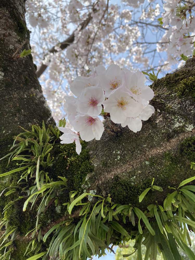 あまちゃんだで