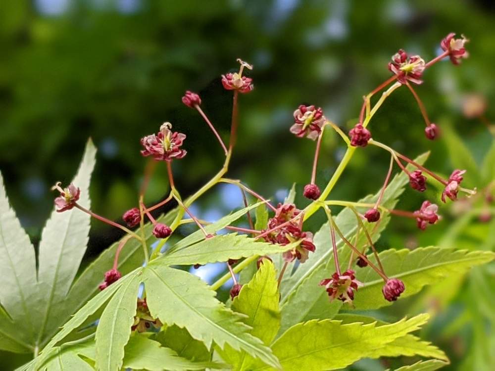 モミジの花の投稿画像 By 巫女歩 さん アプローチとお散歩と道端と もみじの花とお散歩と道端と もみじの花 月4月5日 Greensnap グリーンスナップ Greensnap グリーンスナップ