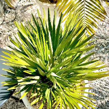 チャメロップス ボルケーノの画像 by YSKSPDさん | 小さな庭とチャメロップス ボルケーノと ヤシの木と観葉植物と南国とトロピカルとヤシ