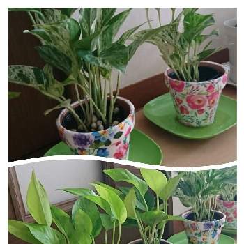 かわいい植木鉢の投稿画像一覧 Greensnap グリーンスナップ