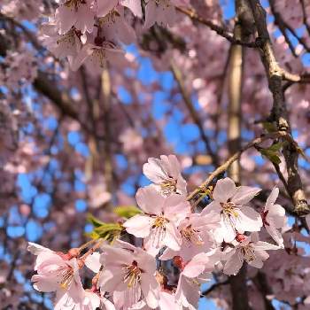 紅しだれ桜の投稿画像一覧 Greensnap グリーンスナップ 紅しだれ桜の投稿画像一覧 Greensnap グリーンスナップ