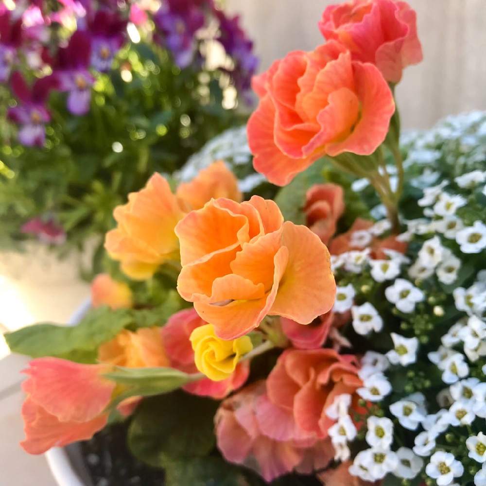 癒しの投稿画像 By あっちゃん さん 花のある暮らしと ジュリアンとありがとう 月4月5日 Greensnap グリーンスナップ