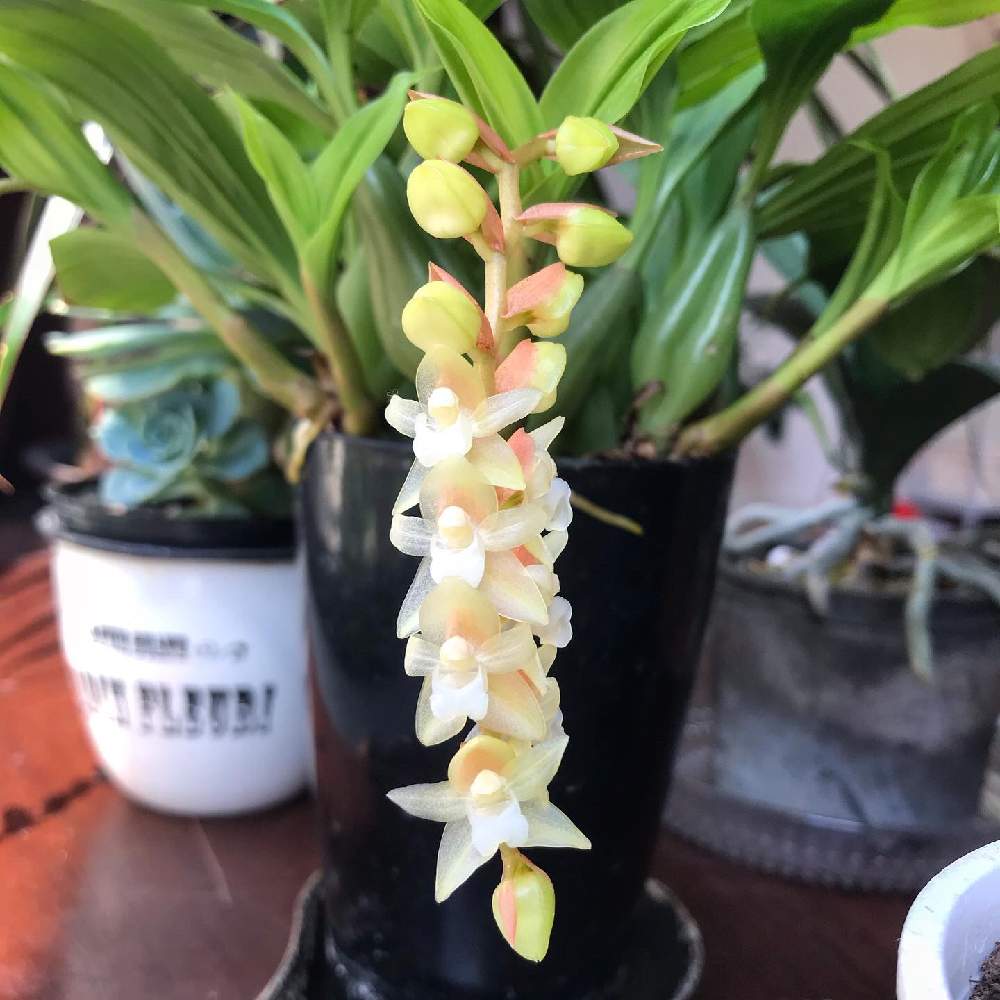 フォリドータ シネンシスの投稿画像 By Aniekさん 春のお花と室内組とおうちフラワーフォトコンテストと植中毒と洋ランと花 のある暮らしと園芸初心者と東洋蘭と室内管理とインテリアグリーン 月4月5日 Greensnap グリーンスナップ