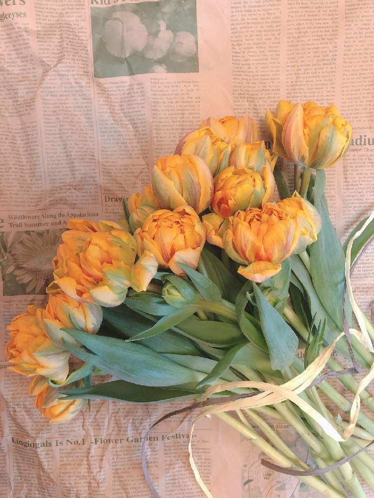 チューリップの投稿画像 By ともこさん チューリップ オレンジプリンセス 月4月5日 Greensnap グリーンスナップ