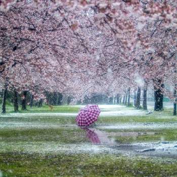 ルミエールの世界の画像 by ルミエールさん | お出かけ先とさくら サクラ 桜と写真が好きな人と繋がりたいと2020桜フォトコンとファインダー越しの私の世界と千葉県とさくらさくら咲け咲けさくらと雪景色と新型コロナウィルスに負けるなとルミエールの世界と公園とおさんぽとGS映えとGS日和ときれいとはるが来た！と美しいと癒されるとGreenSnapmarcheと花のある暮らしとパステルカラーとGREEN UP!と ゆき  