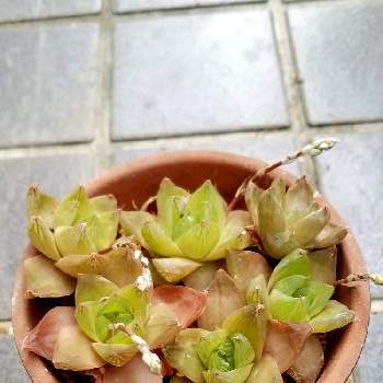 ハオルチア 京の華の投稿画像一覧 Greensnap グリーンスナップ