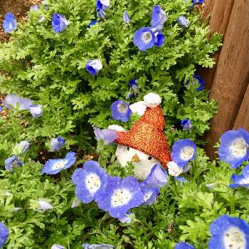 宿敵！雑草の画像 by hanahiroさん | 小さな庭とみんなの応援ありがとうとにわと ネモフィラと宿敵！雑草とグラウンドカバーと花のある暮らしとブルーの花とお花畑作成中と足の踏み場もない庭