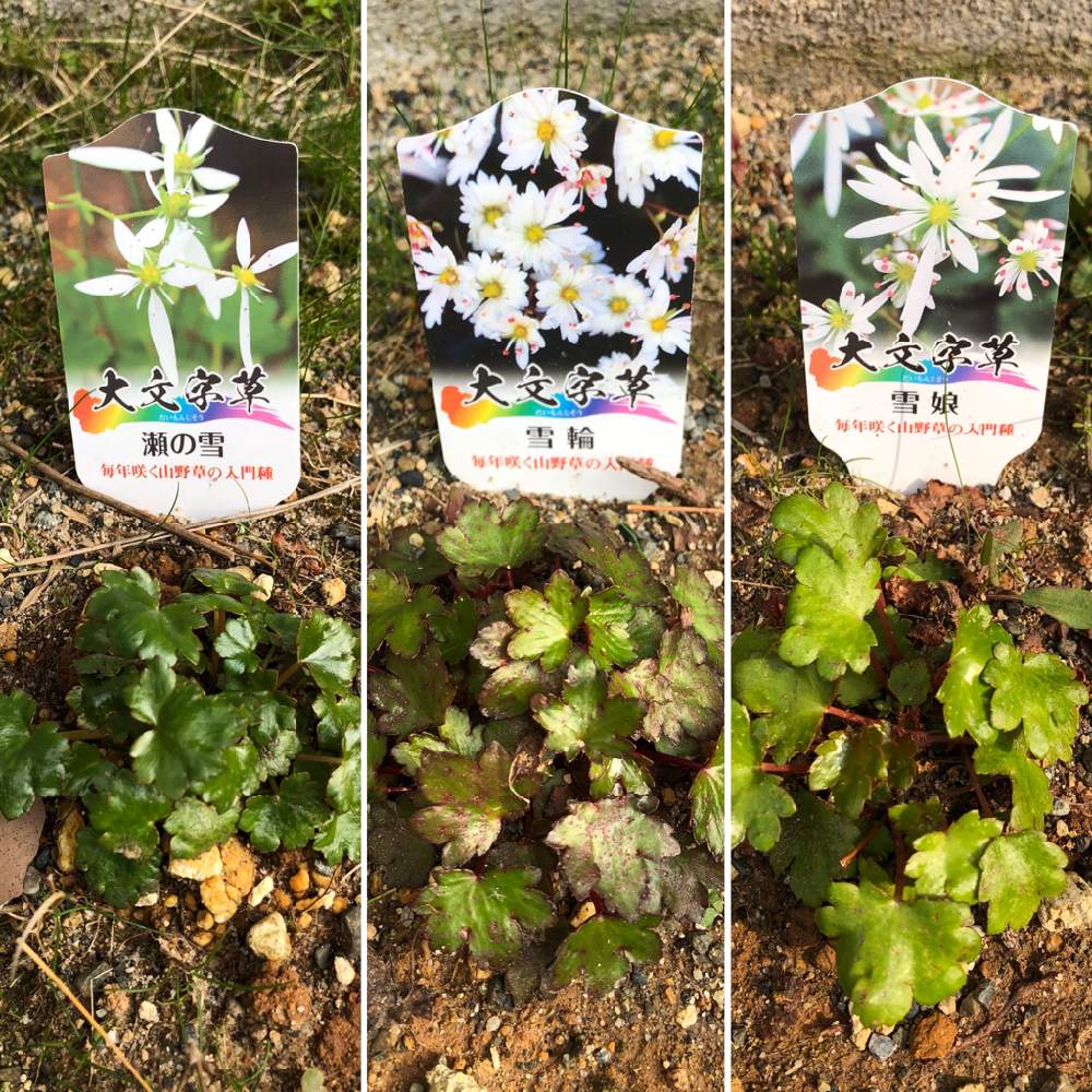 大文字草の投稿画像 By Hiro 47chさん 小さな庭と多肉男子とgs3年生と 星作り名人と多肉男子とgs3年生と 星作り名人 月4月5日 Greensnap グリーンスナップ Greensnap グリーンスナップ