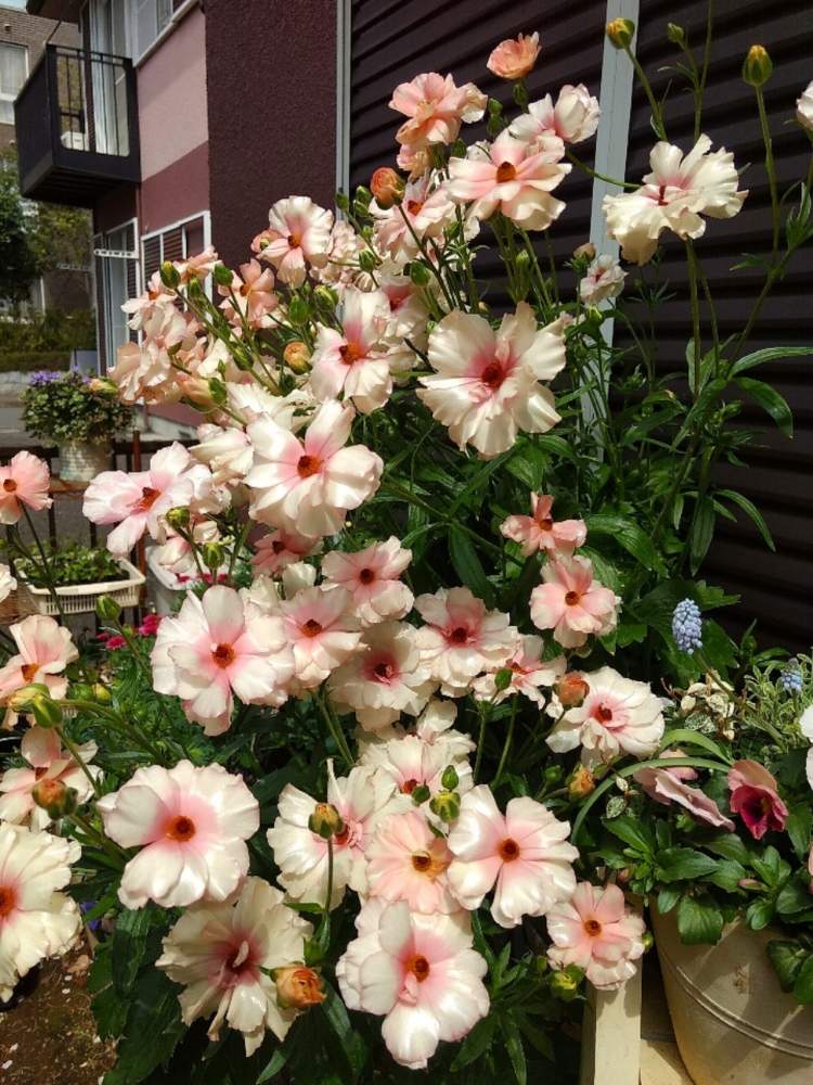 ラックスシリーズ アリアドネの投稿画像 By まゆまるさん 秋植え球根 フォトコンテストとラナンキュラス ラックスと花のある暮らしとgreen Up と小さな庭とラックスシリーズ アリアドネと 秋植え球根 フォトコンテストとラナンキュラス ラックスと花の