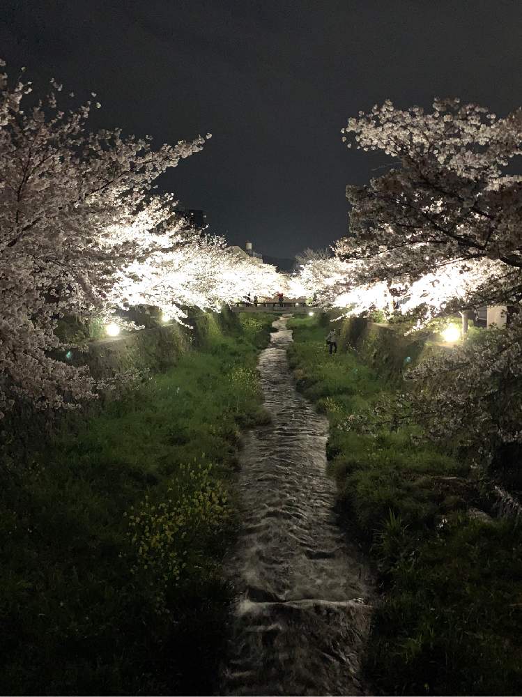 山口県の投稿画像 By きのこのこのこさん 月4月5日 Greensnap グリーンスナップ